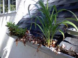 A plant is growing in the gutter of a house.